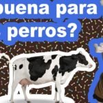 ¿La leche es mala para los perros?