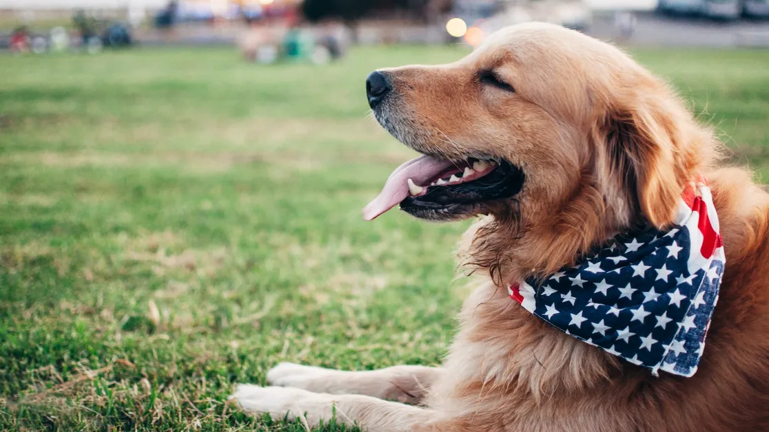 Cuales son las mejores actividades para estimular el olfato de mi perro