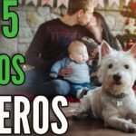 Las Mejores Razas Grandes de Perros para Vivir en Apartamentos