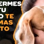 Los beneficios de contar con un seguro para perros que cubra enfermedades crónicas