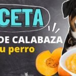 Los Beneficios de Darle Zapallo a los Perros