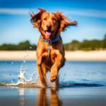 Los 10 juguetes más divertidos para perros de agua