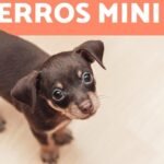 Los mejores juguetes para perros de razas pequeñas