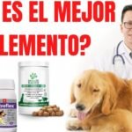 Los mejores suplementos para las articulaciones de los perros