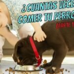 Los perros de 2 meses pueden comer croquetas