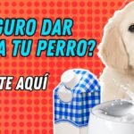 ¿Los perros de 2 meses pueden tomar leche?