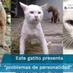 Los perros no saben escupir: Mitos y Realidades