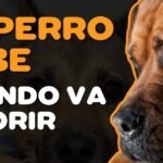 Los Perros Pueden Amar: Descubre la Verdadera Relación entre los Perros y sus Dueños