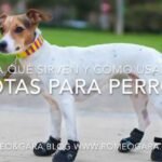 Los Perros Pueden Andar en la Nieve: Todo lo que Necesitas Saber