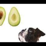 ¿Los perros pueden comer aguacate?