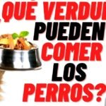 ¿Los perros pueden comer apio?