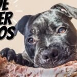 ¿Los perros pueden comer huesos de cordero?