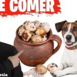 Los Perros Pueden Comer Huevo: ¿Es Bueno para Ellos?