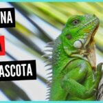 Los Perros pueden Comer Iguana: Todo lo que Debes Saber