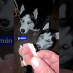 ¿Los perros pueden comer jamón ibérico?