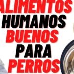 Los perros pueden comer langostinos cocidos