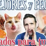 ¿Los Perros Pueden Comer Langostinos Pelados? Descubre la Respuesta Aquí