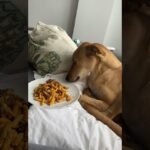 ¿Los perros pueden comer macarrones?