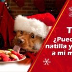 ¿Los perros pueden comer natillas?