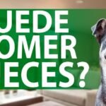 ¿Los perros pueden comer nueces de macadamia?