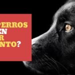 ¿Los perros pueden comer pimiento?