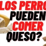 ¿Los perros pueden comer quesitos?