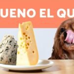 ¿Los Perros Pueden Comer Queso Philadelphia?