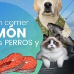 ¿Los perros pueden comer salmón ahumado?