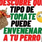 ¿Los perros pueden comer tomate natural?