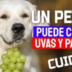 Los perros pueden comer uvas sin semillas