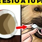 ¿Los Perros pueden comer Vainilla?