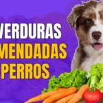 ¿Los perros pueden comer vainitas?