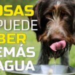 Los Perros pueden Comer Vinagre: ¿Es Seguro para ellos? – Todo lo que Debes Saber