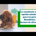 Los Perros Pueden Comer Zanahoria Cocida: Beneficios y Precauciones