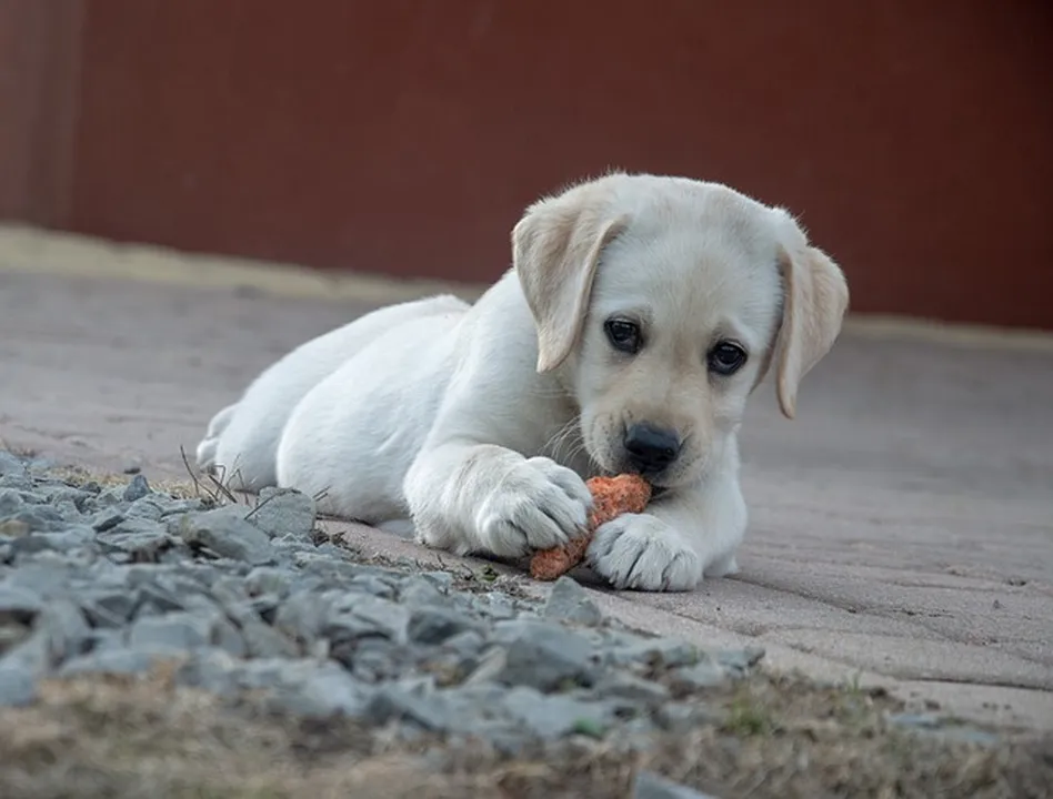 ¿Los perros pueden comer zanahorias?