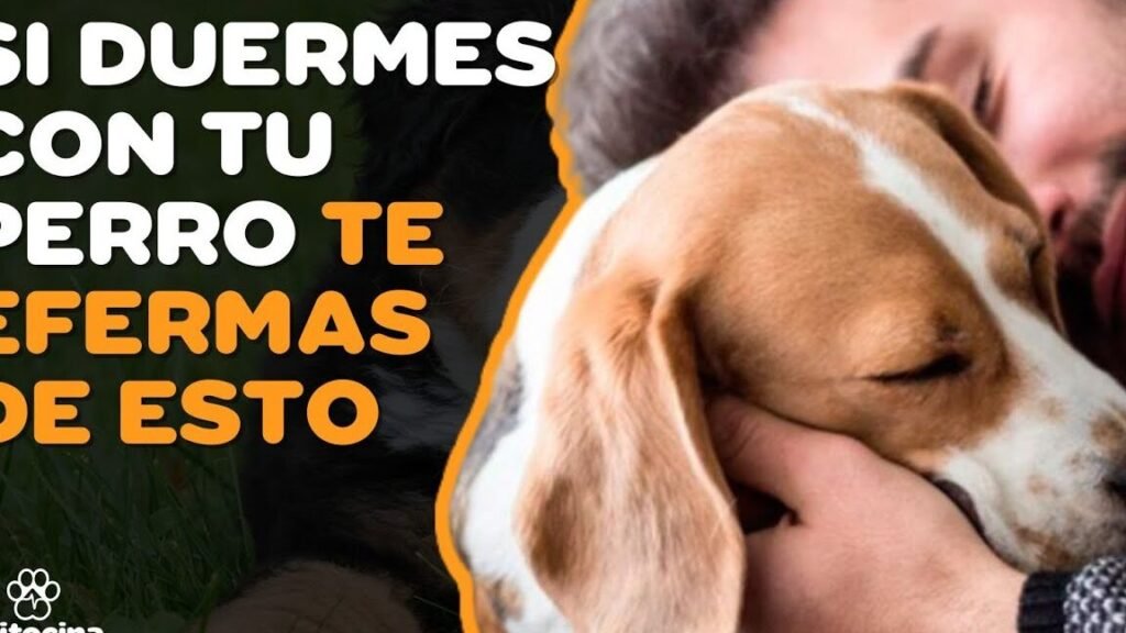 ¿los Perros Pueden Contraer Enfermedades De Transmisión Sexual Ets