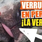 Los perros pueden desarrollar verrugas: causas, tratamiento y prevención