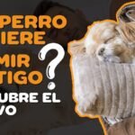 Los Perros Pueden Dormir en la Calle