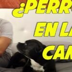 Los Perros Pueden Dormir en la Cama