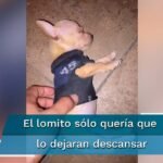 Los Perros Pueden Escupir: Descubre la Verdad Detrás de este Curioso Comportamiento