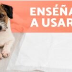 Los Perros Pueden Hacer Pis en la Calle: ¿Es Correcto o Incorrecto?