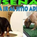 los perros pueden hacer sus necesidades en una caja de arena