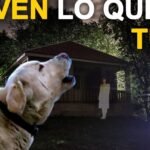 Los Perros Pueden Llorar de Tristeza: Realidad o Mitos