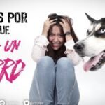 Los perros pueden oler el miedo