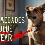 Los Perros Pueden Oler Enfermedades: El Increíble Sentido del Olfato Canino