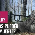 Los Perros Pueden Predecir la Muerte: Mitos y Realidades