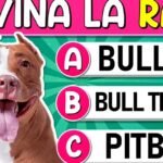 Los perros pueden razonar: Descubre la inteligencia de estos increíbles animales