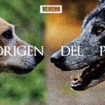 Los perros pueden reconocer a sus hermanos: ¿Mito o realidad?