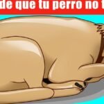 Los Perros Pueden Respirar por las Orejas: Mito o Realidad