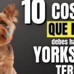 Los perros pueden tener granos: Mitos y realidades